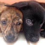 Pet microchips FAQ