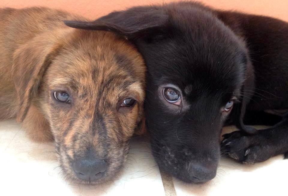 Pet microchips FAQ