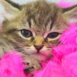 Pet wellness care checklist Felicity
