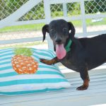 Spay Neuter and frequently asked questions