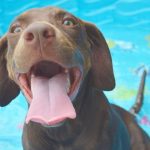 Chubby in pool at The Animal League rescue shelter in Groveland FL