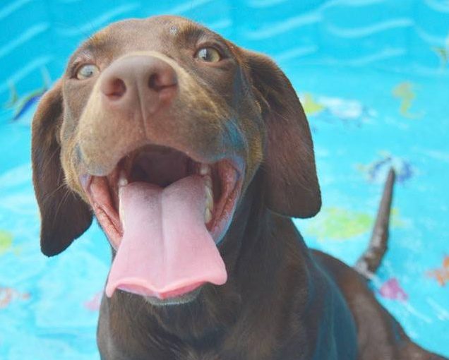 Chubby in pool at The Animal League rescue shelter in Groveland FL